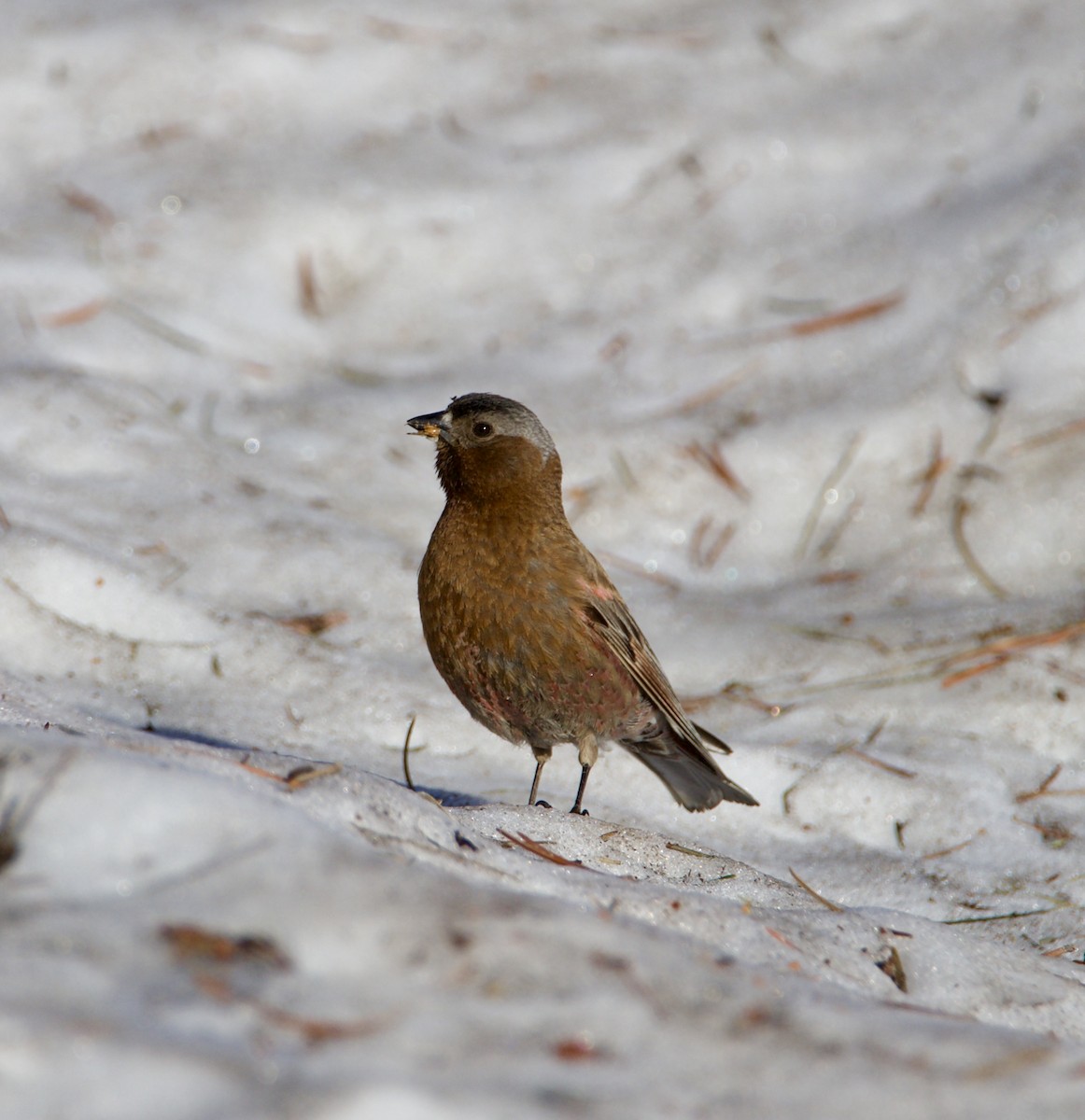 Gray-crowned Rosy-Finch - ML638236730