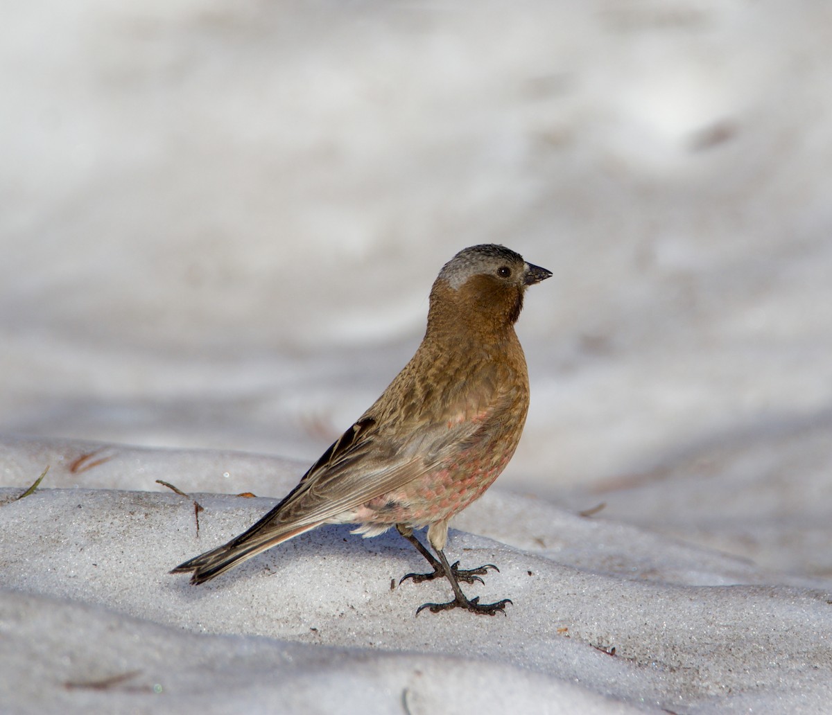 Gray-crowned Rosy-Finch - ML638236731