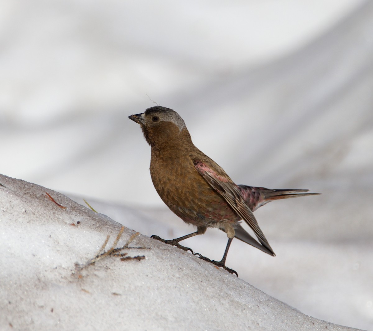 Gray-crowned Rosy-Finch - ML638236732