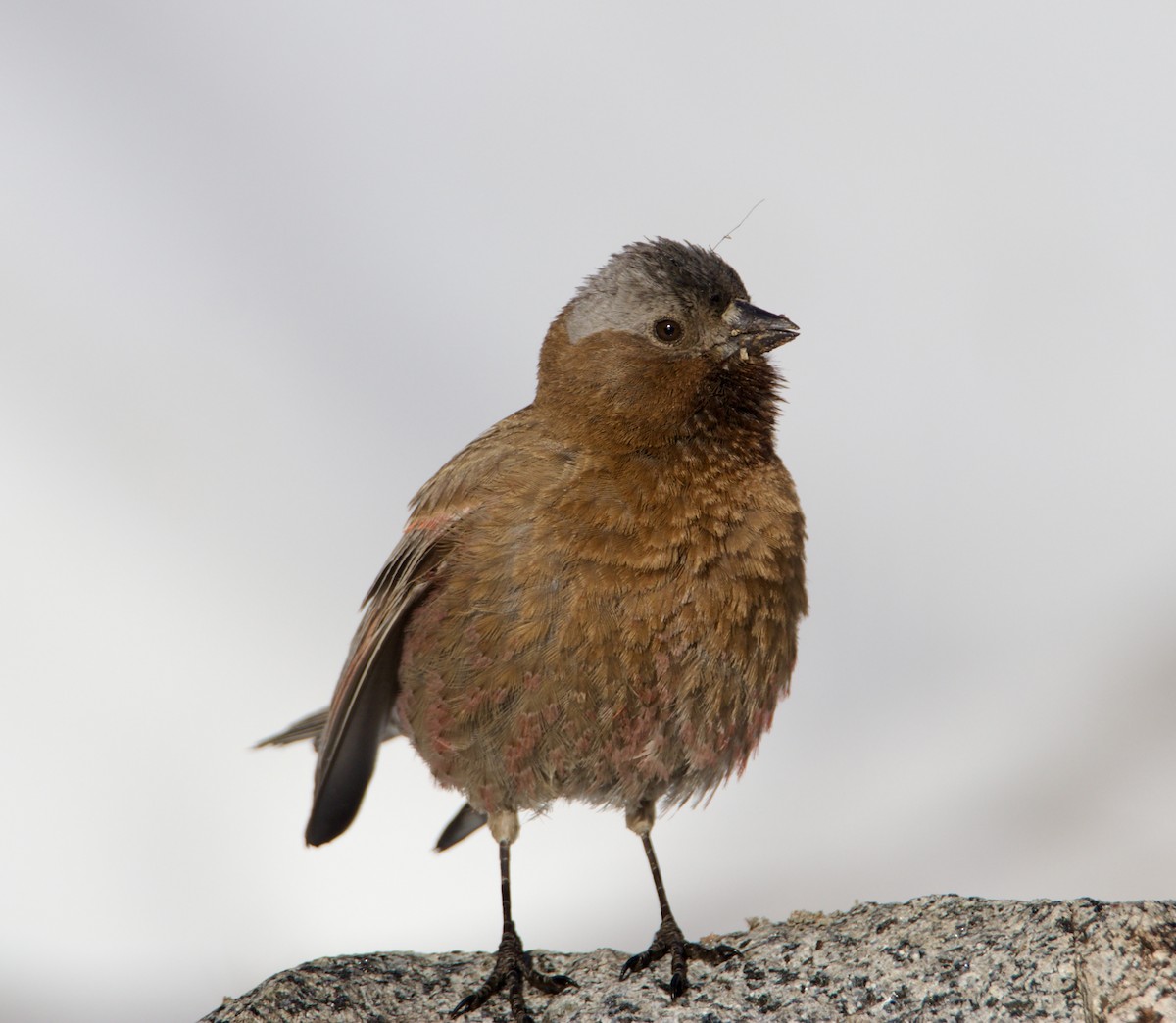 Gray-crowned Rosy-Finch - ML638236733