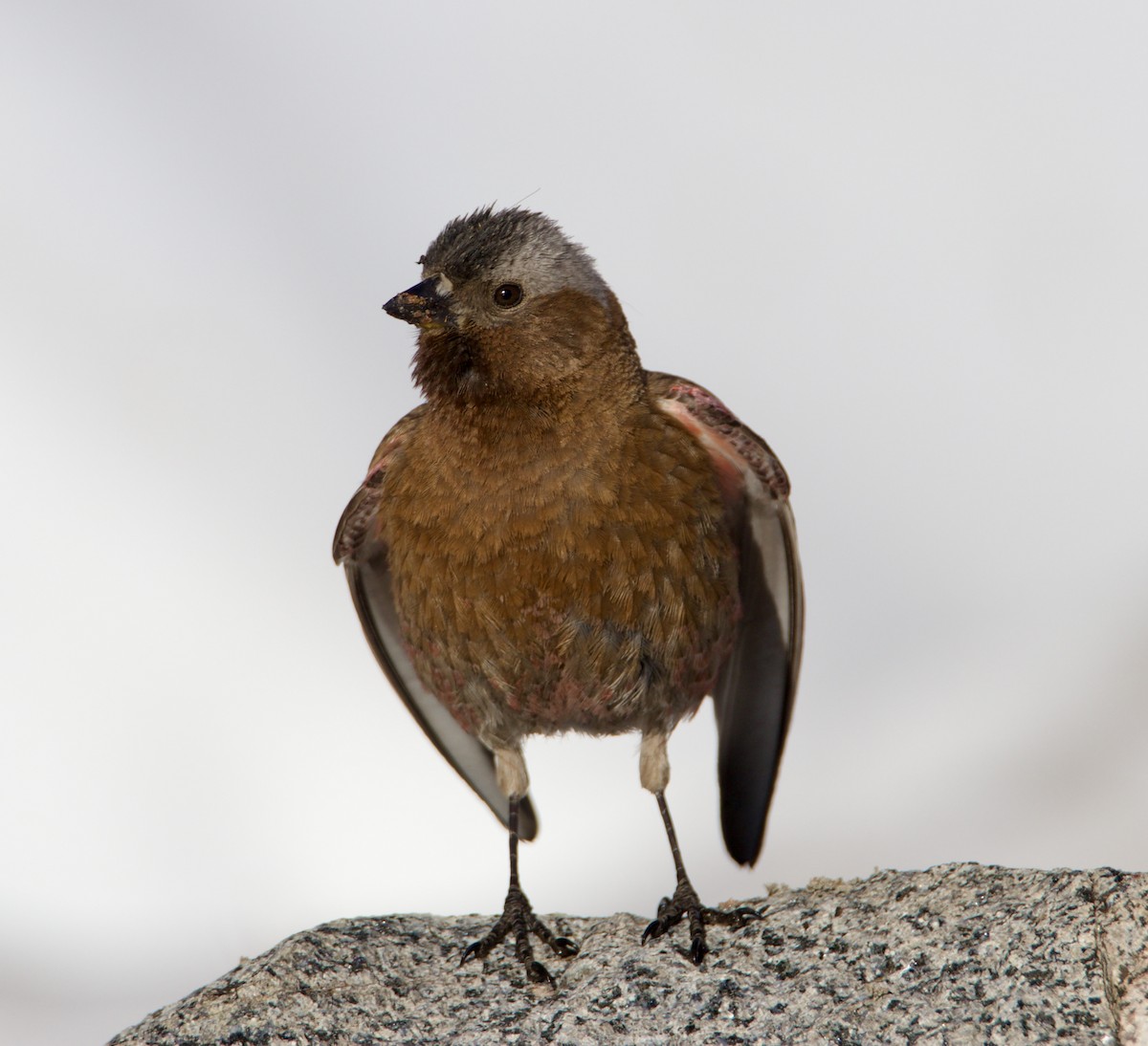 Gray-crowned Rosy-Finch - ML638236734