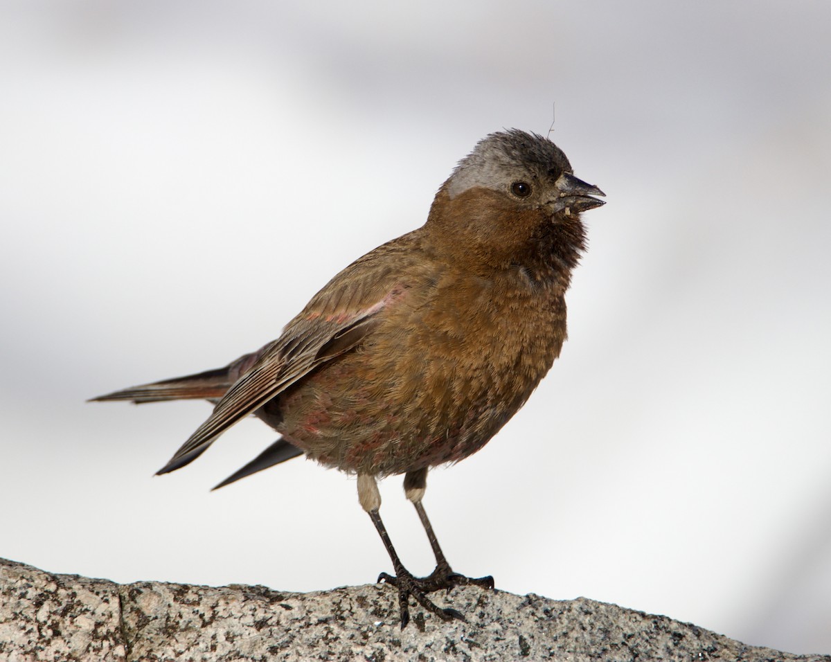 Gray-crowned Rosy-Finch - ML638236735