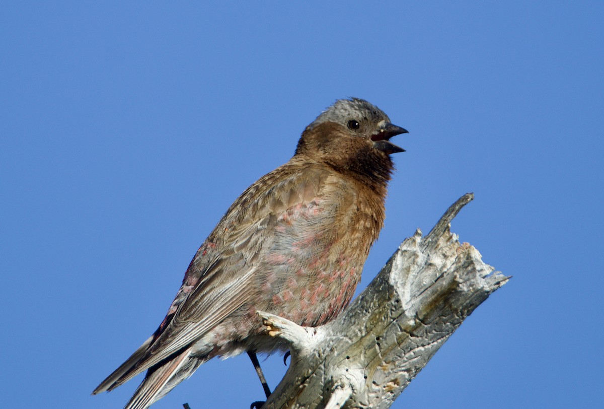 Gray-crowned Rosy-Finch - ML638236736