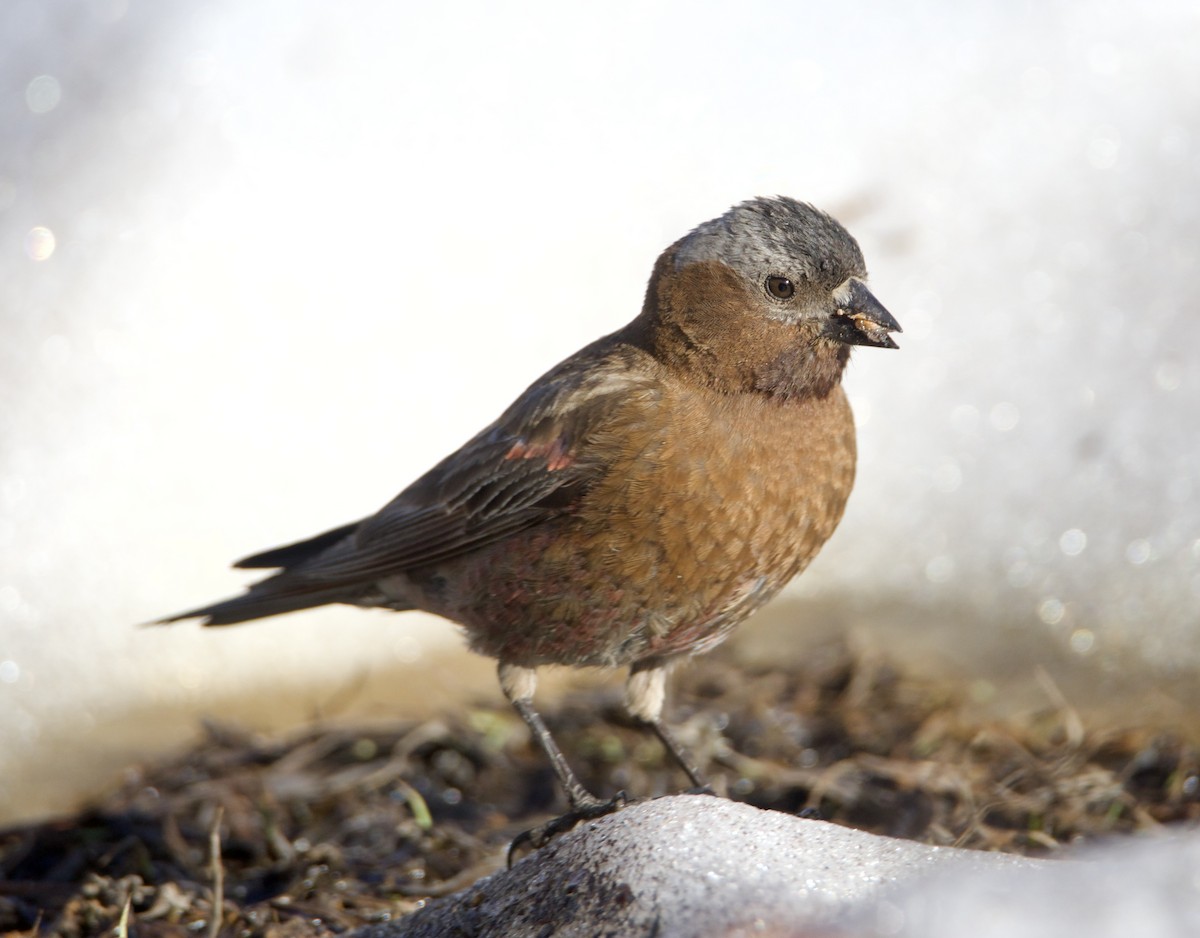 Gray-crowned Rosy-Finch - ML638236738