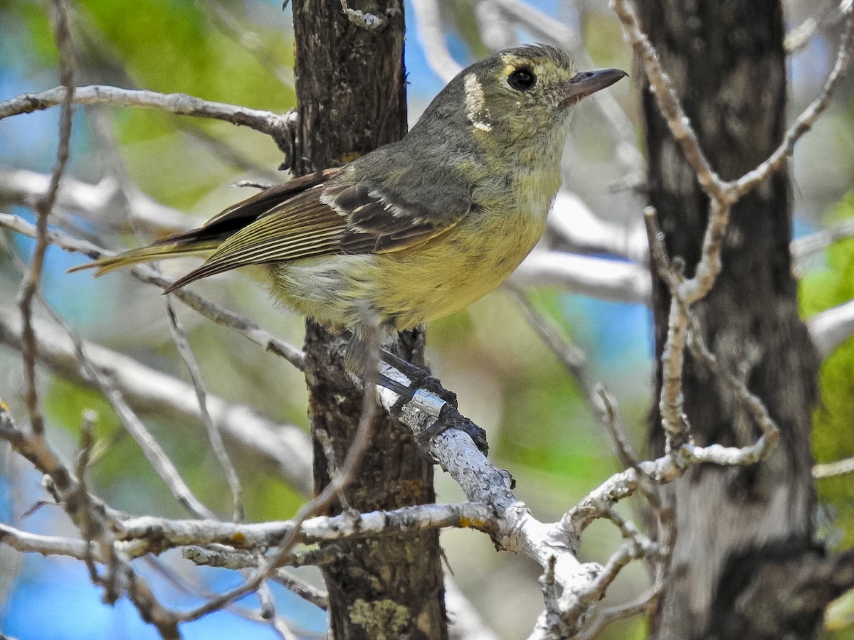 Hutton's Vireo - ML638236758