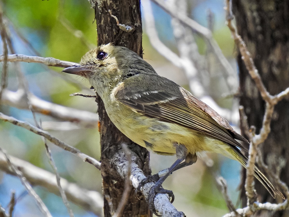 Hutton's Vireo - ML638236760