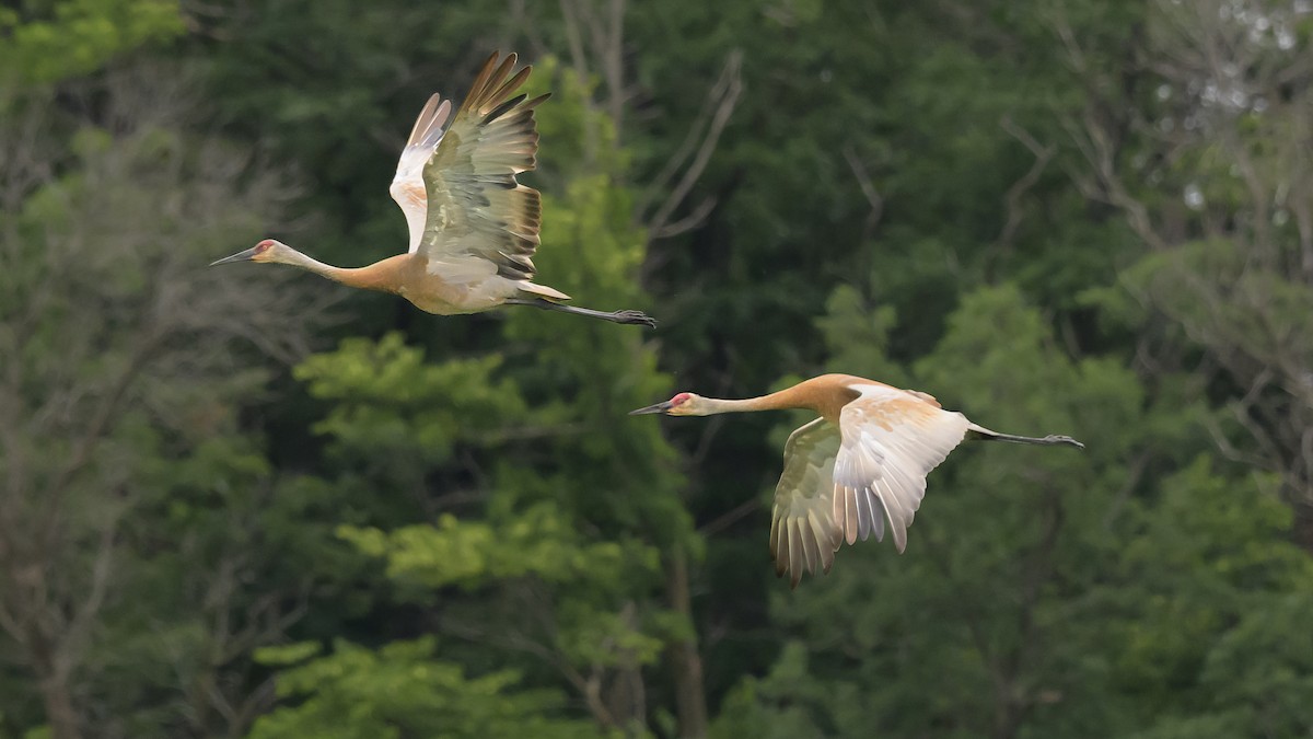 Sandhill Crane - ML638236764