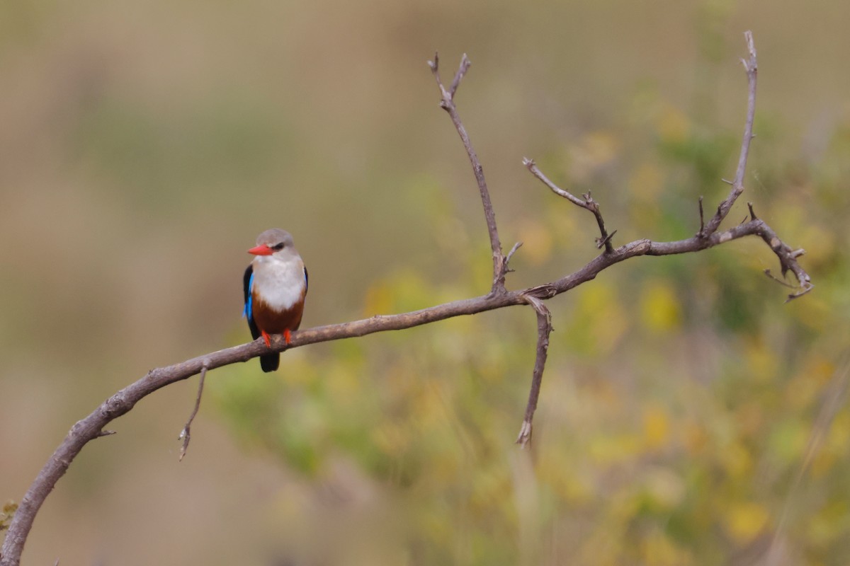 Gray-headed Kingfisher - ML638236765