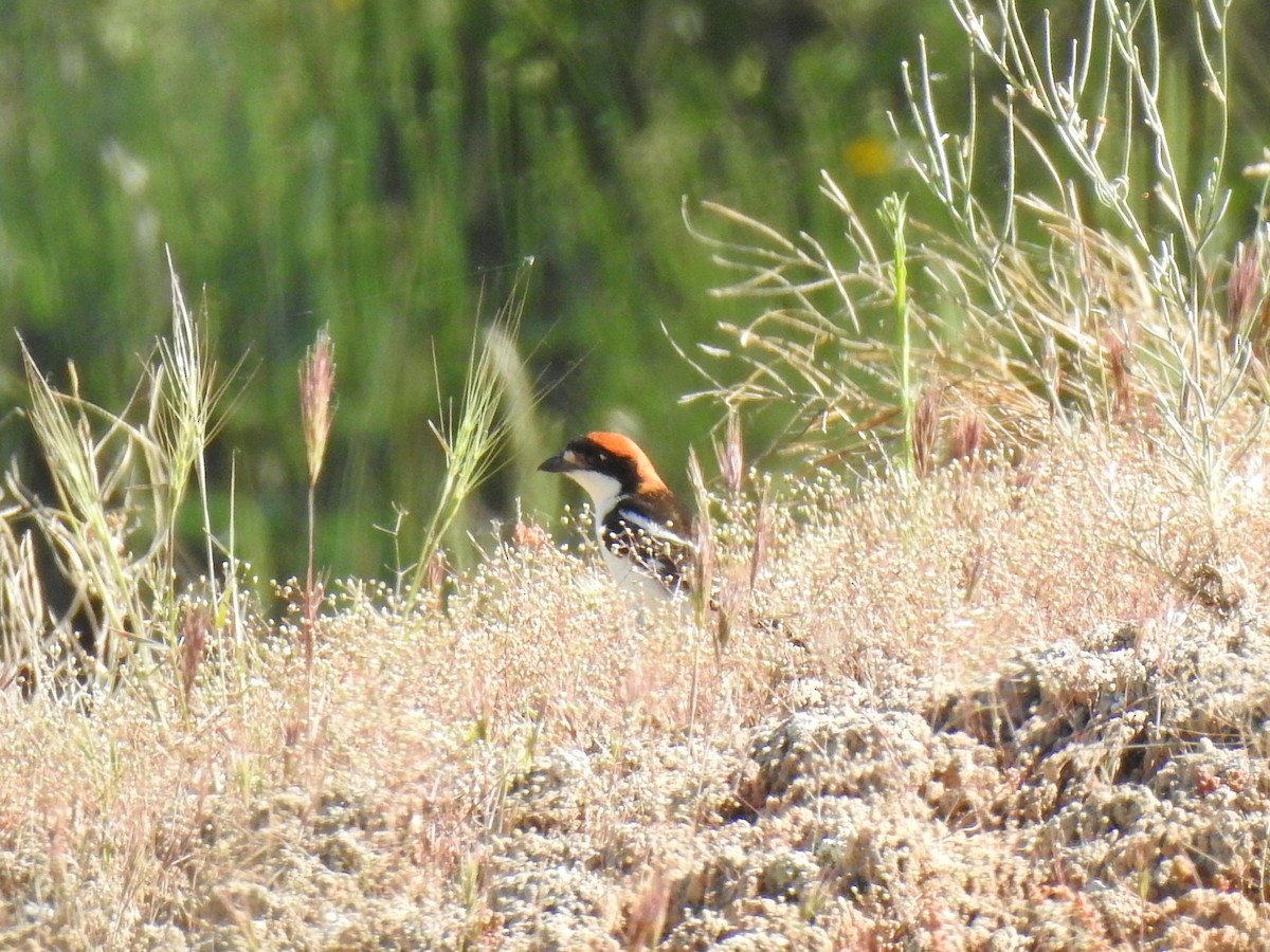 Woodchat Shrike - ML638236789