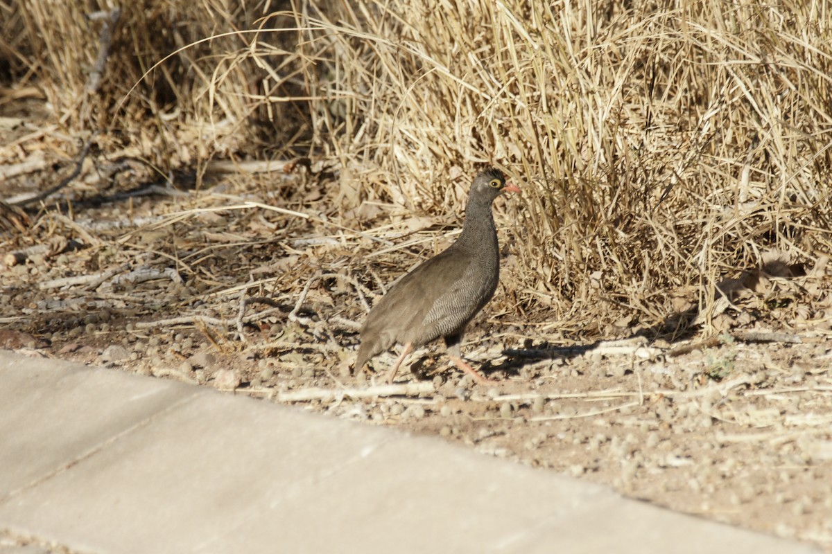 Red-billed Spurfowl - ML638236791