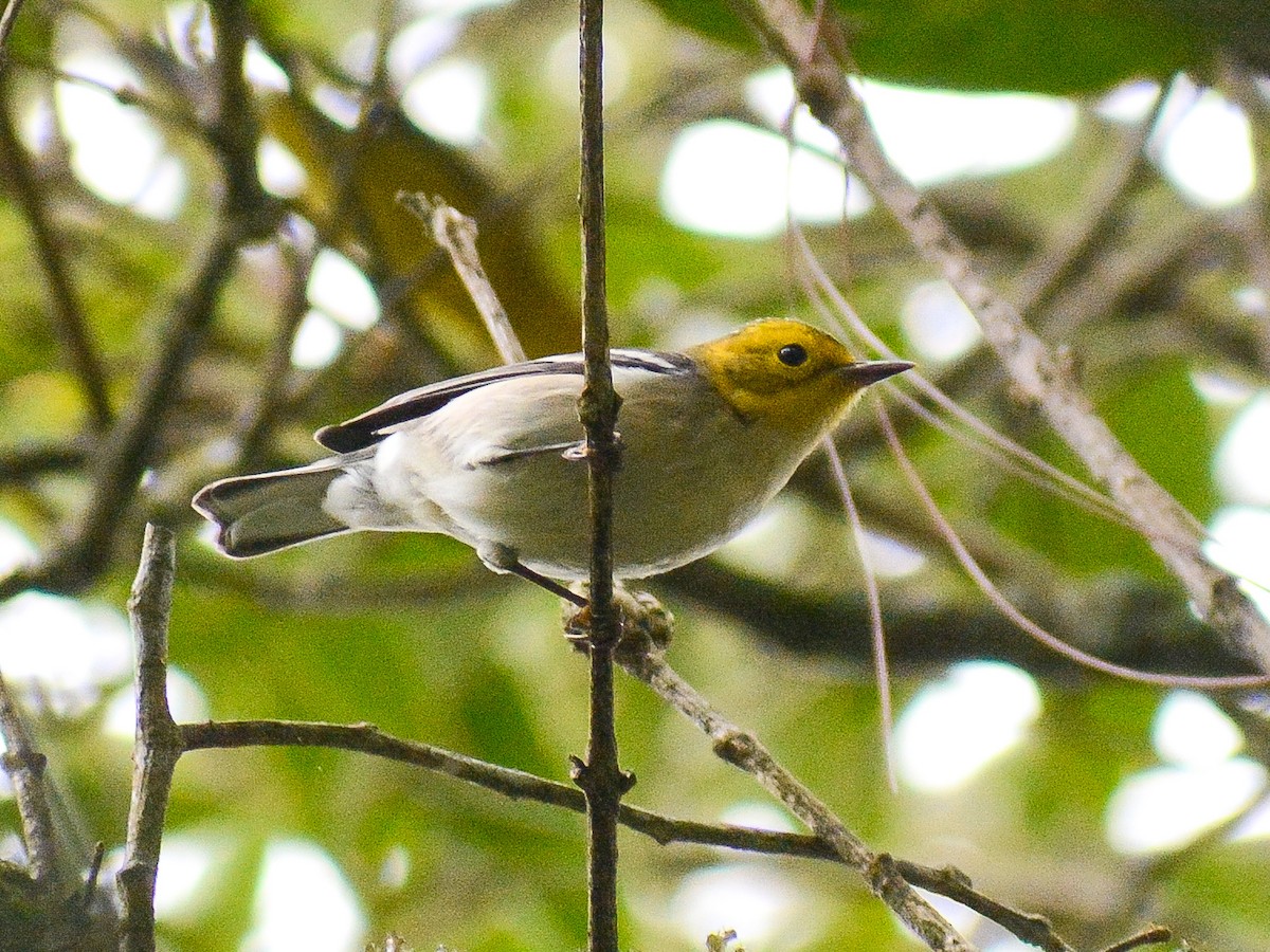 Hermit Warbler - ML638236804