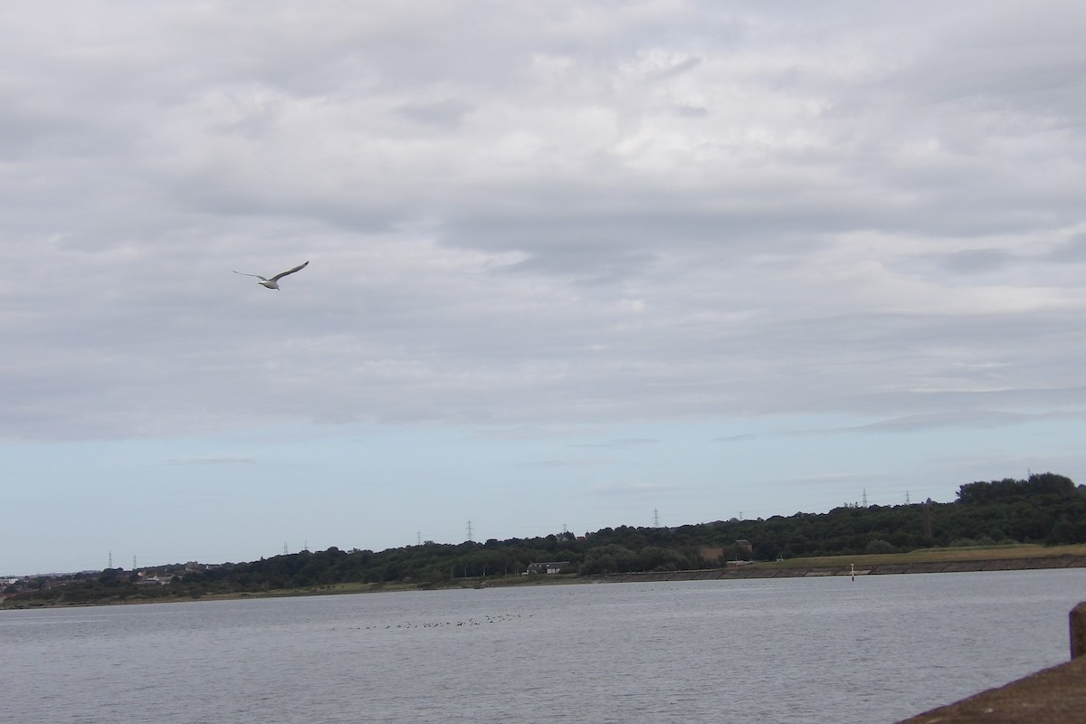 Common Gull - ML638236832