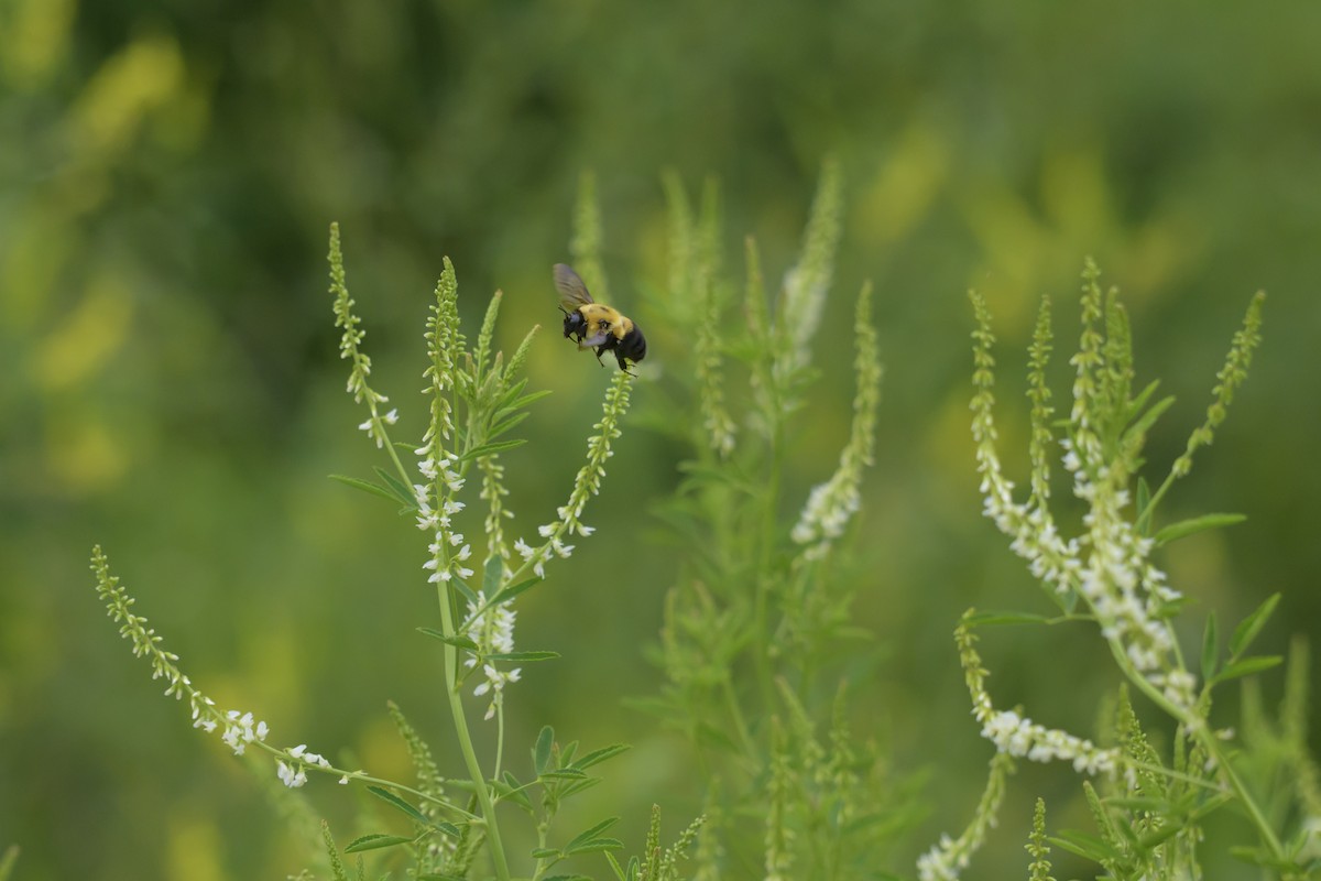 Insects - ML638236835