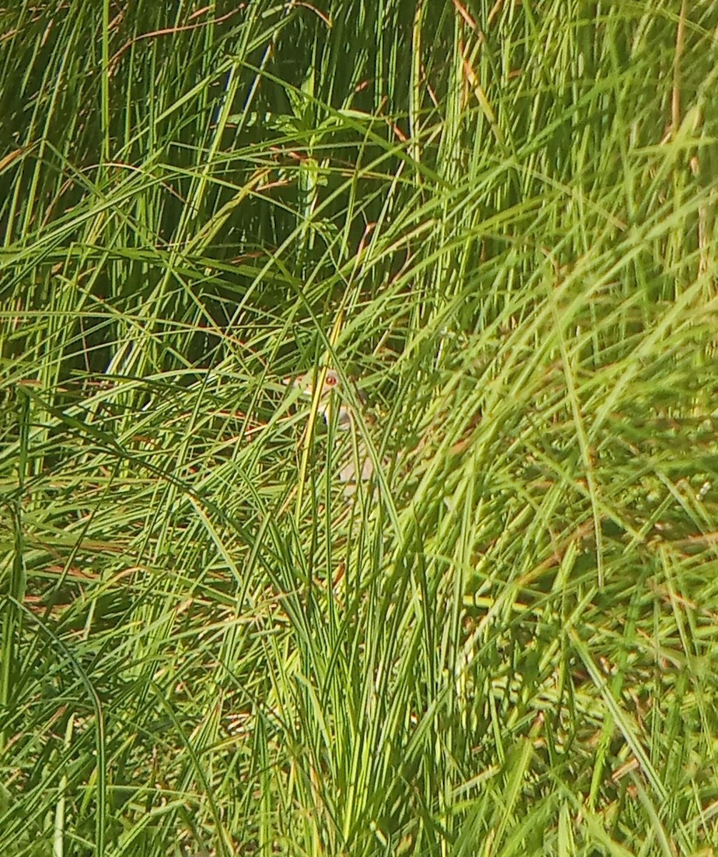 Corn Crake - ML638236871
