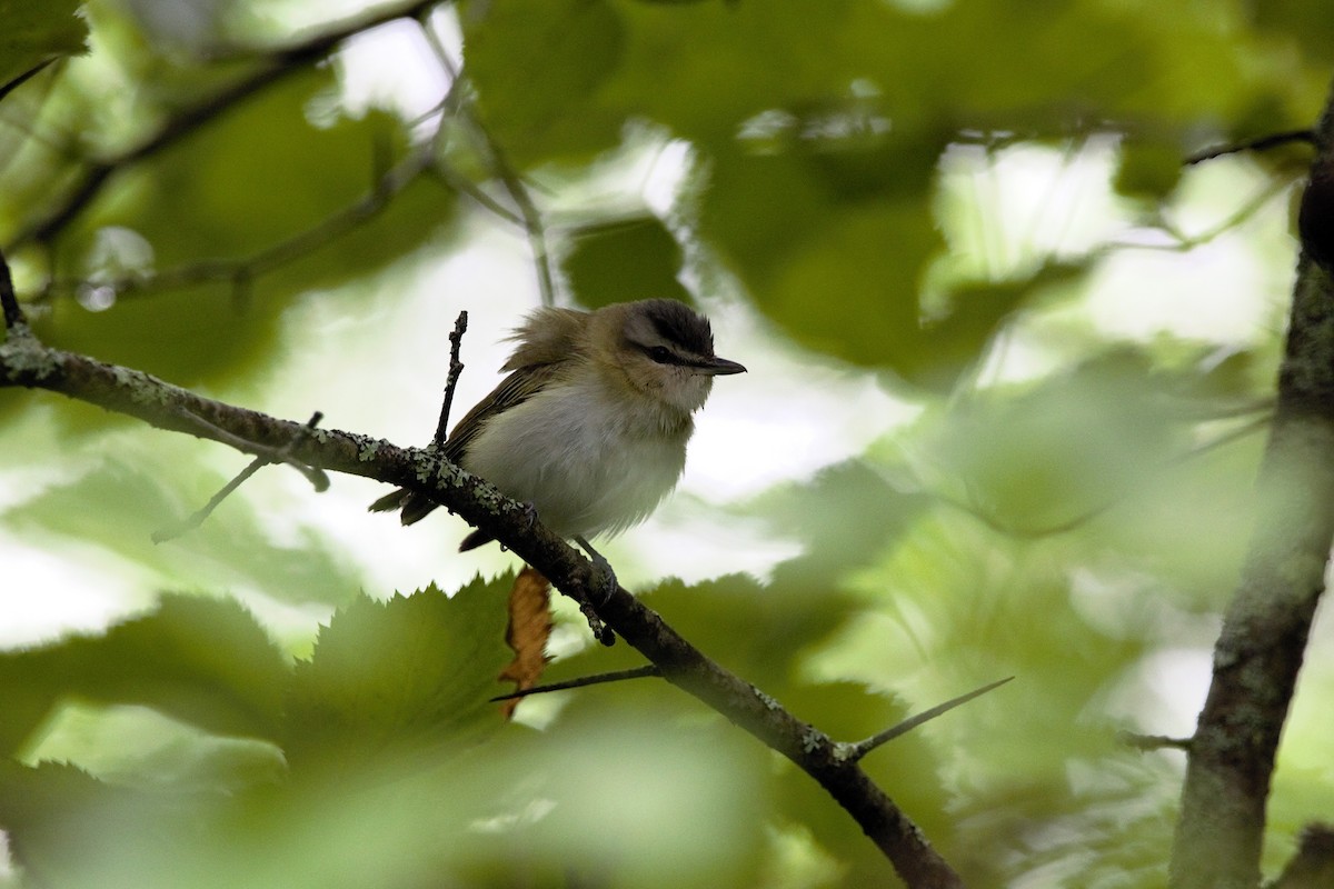 Red-eyed Vireo - ML638236881