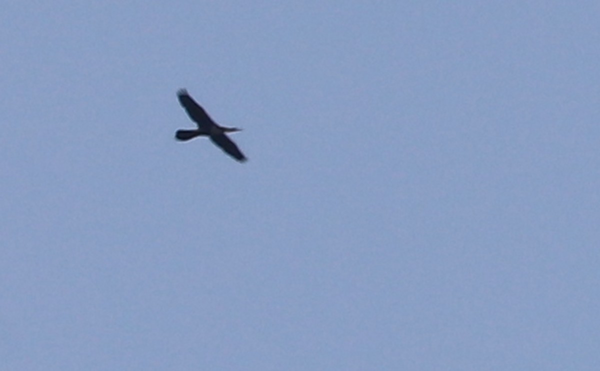 Anhinga - ML638236883