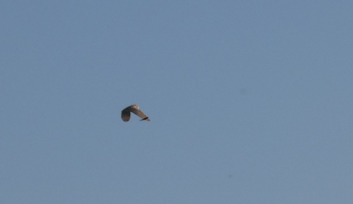 Western Barn Owl - ML638236884