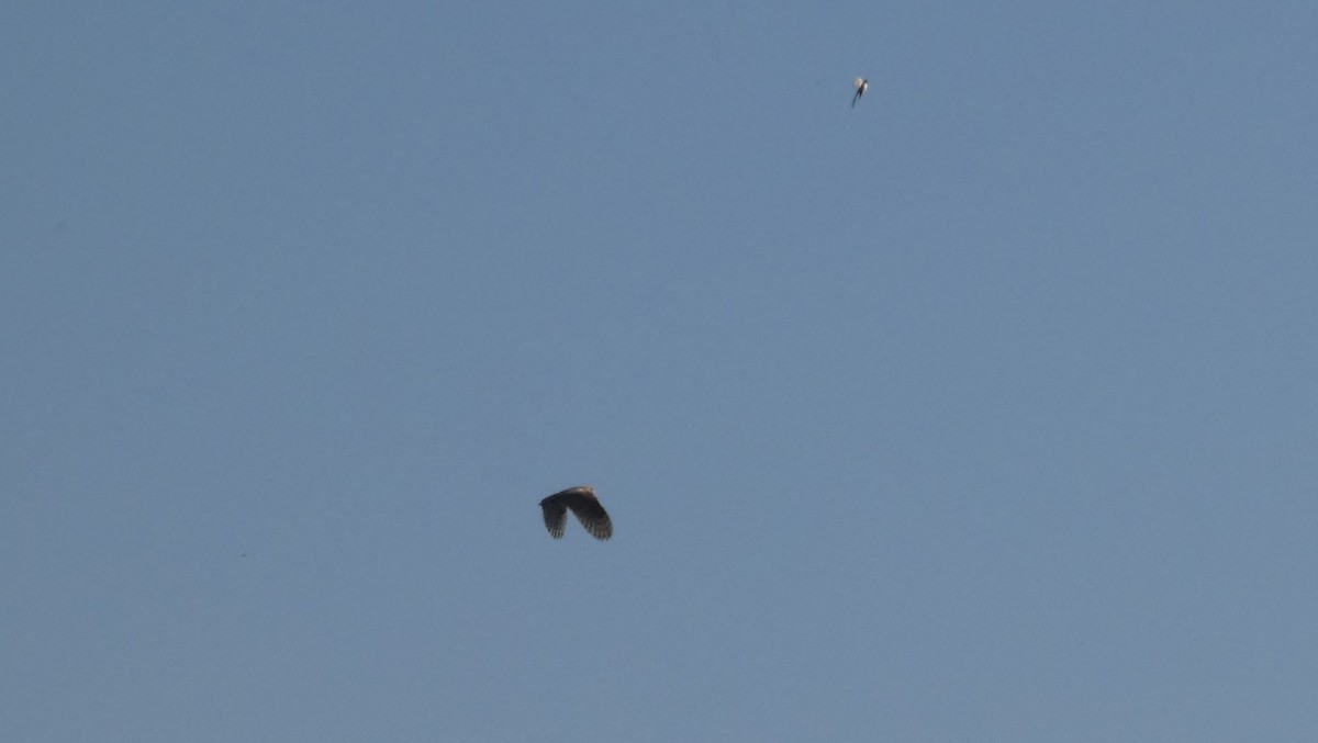 Western Barn Owl - ML638236886