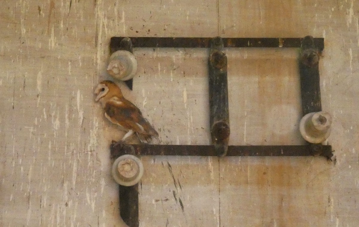 Western Barn Owl - ML638236888