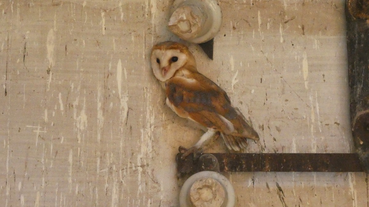 Western Barn Owl - ML638236892