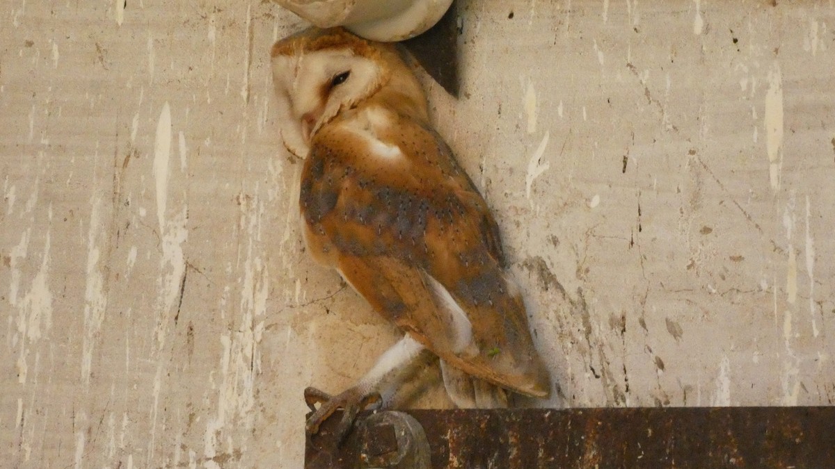 Western Barn Owl - ML638236895