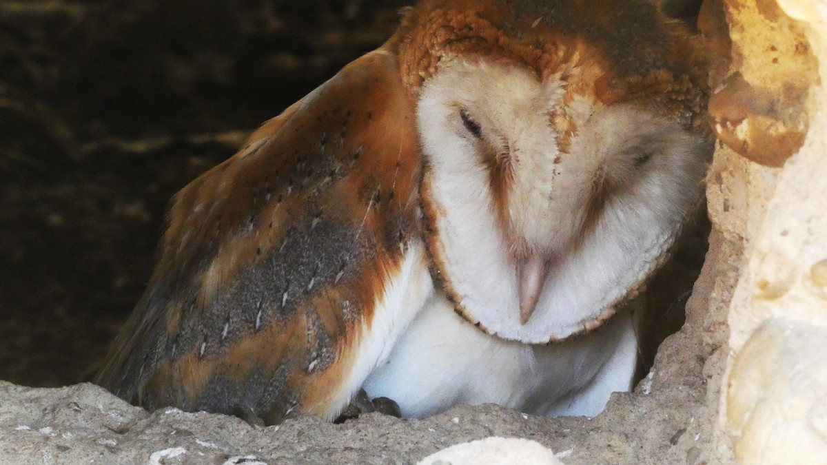 Western Barn Owl - ML638236896