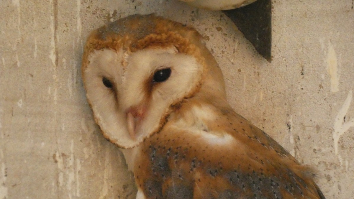 Western Barn Owl - ML638236898