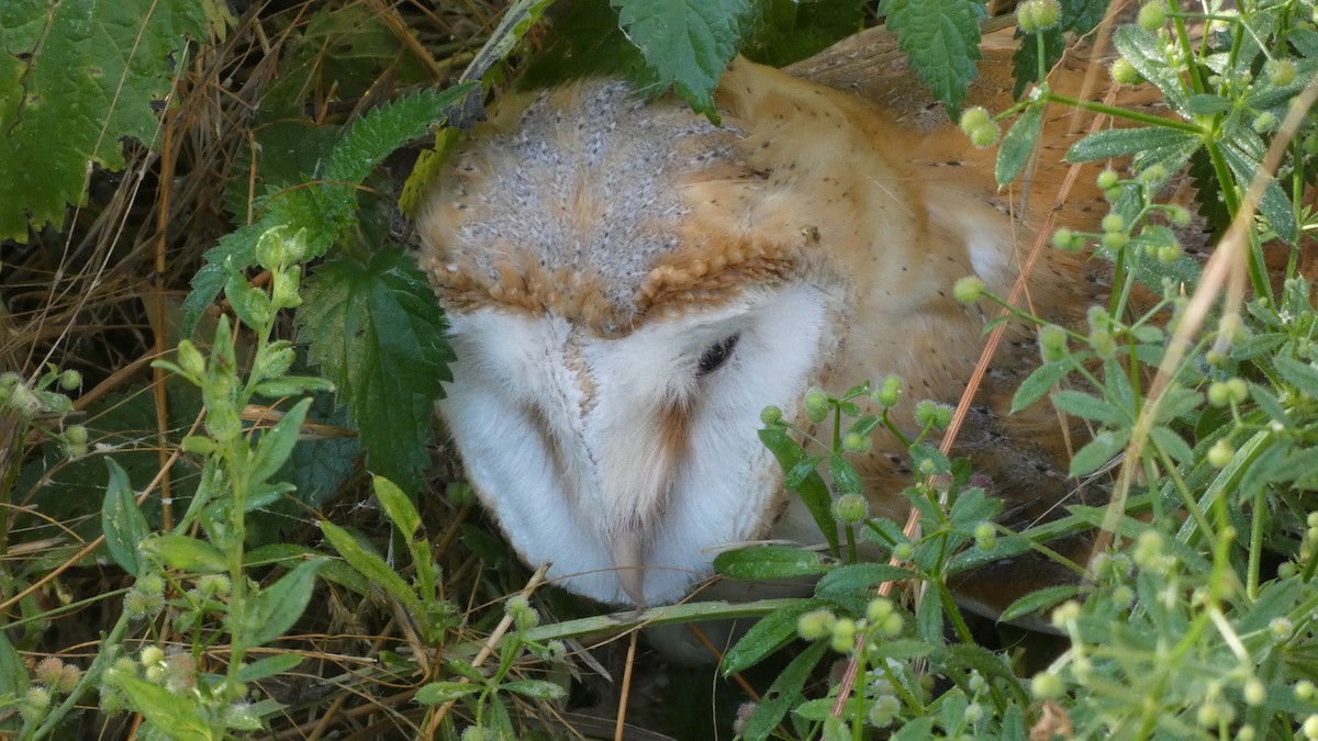 Western Barn Owl - ML638236900