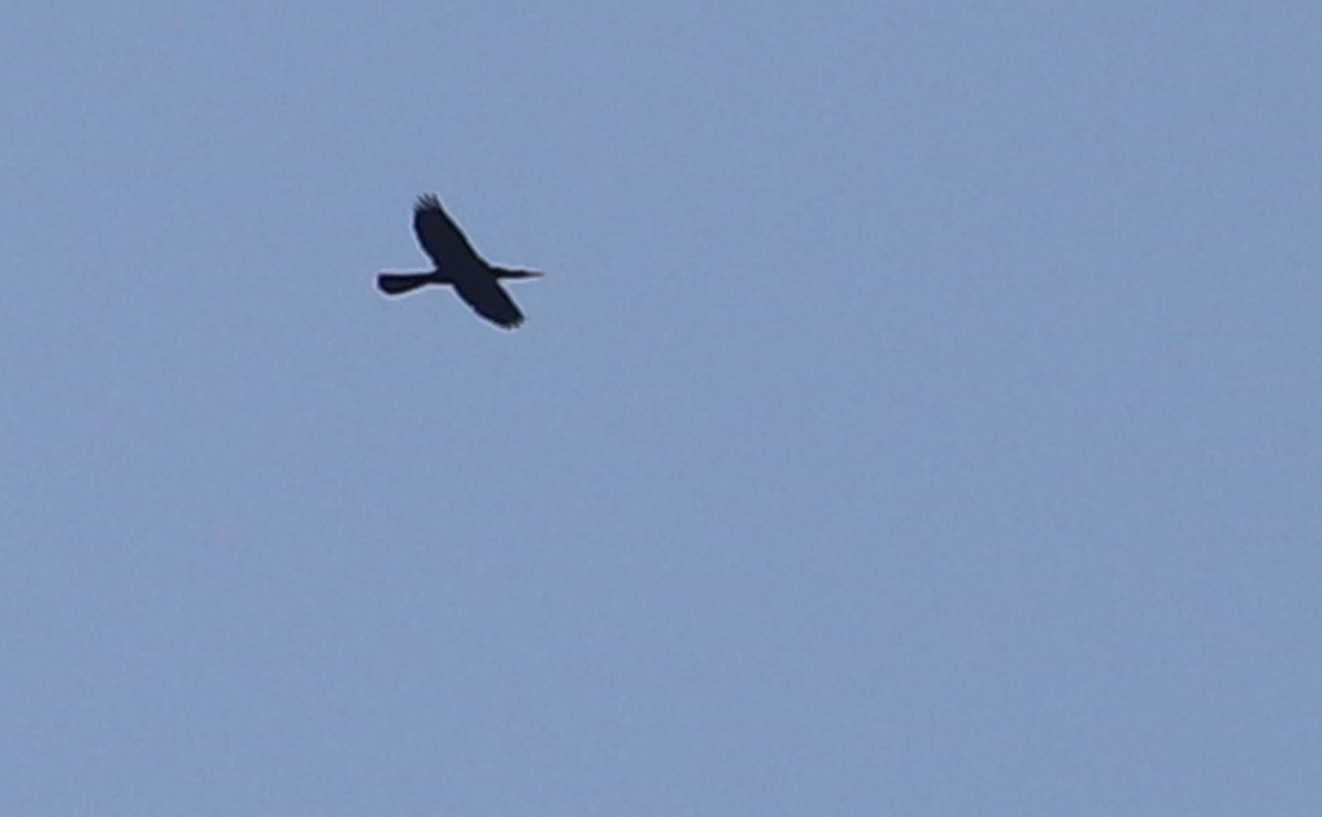 Anhinga - ML638236902