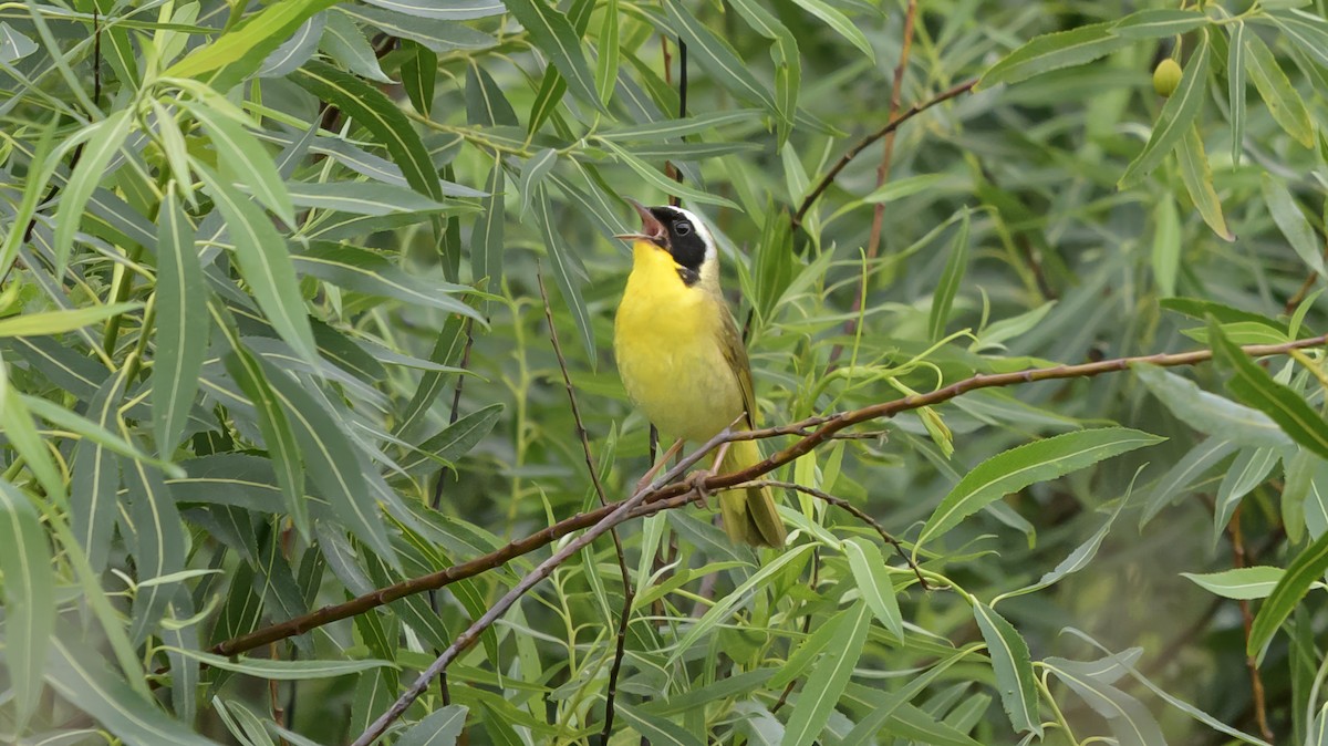 Common Yellowthroat - ML638236903