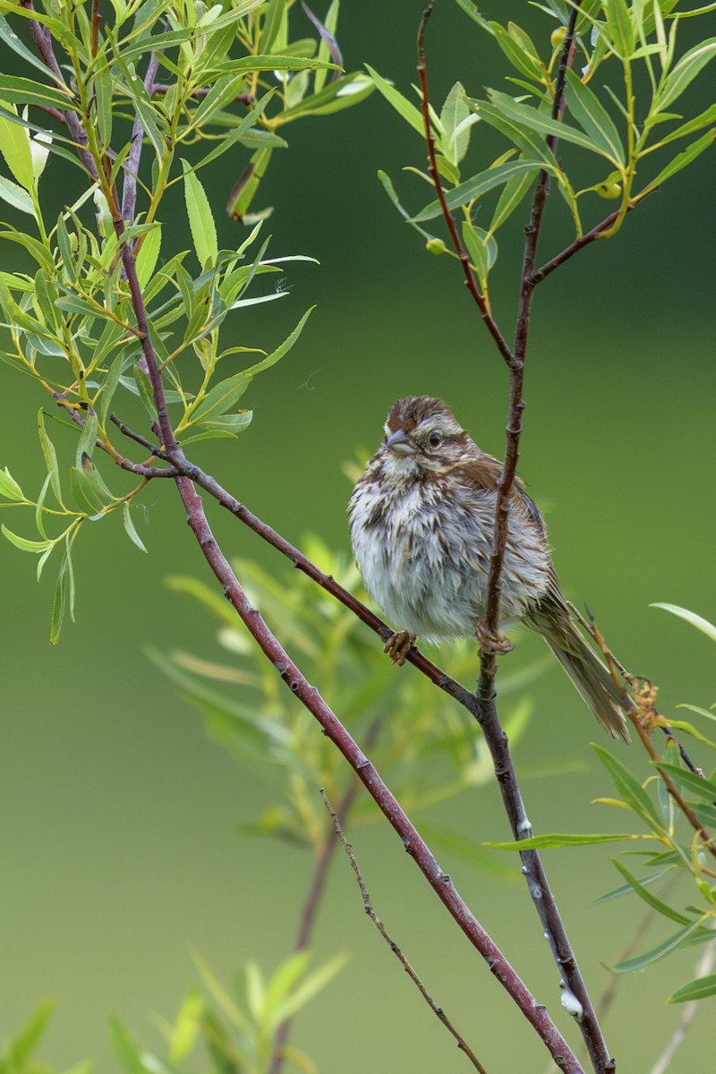 Song Sparrow - ML638236911