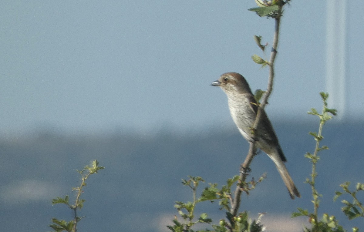 Red-backed Shrike - ML638236913