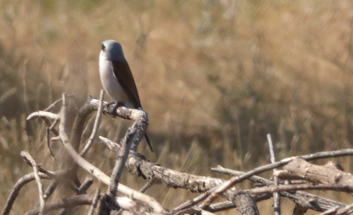 Red-backed Shrike - ML638236914