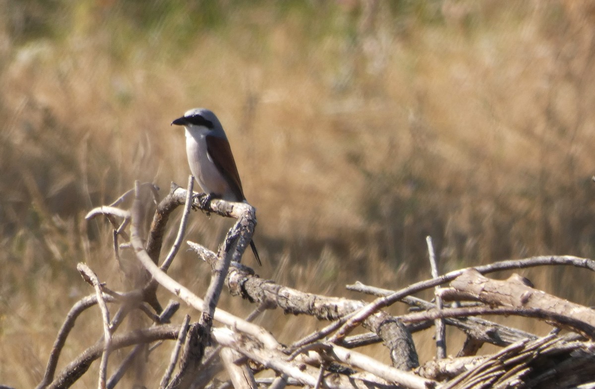 Red-backed Shrike - ML638236917