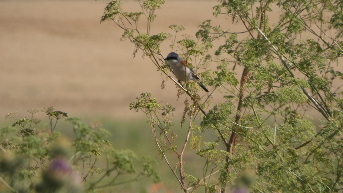 Red-backed Shrike - ML638236918