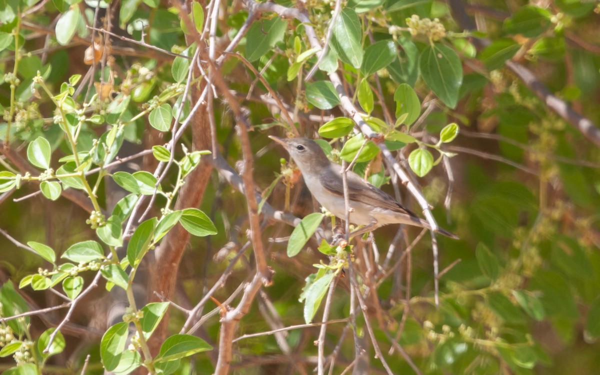 Upcher's Warbler - ML638236960
