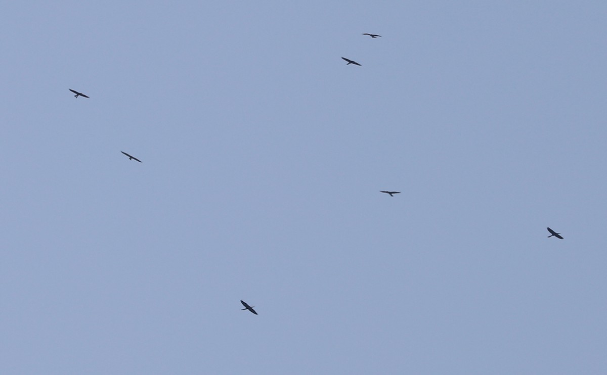 Anhinga - ML638236978