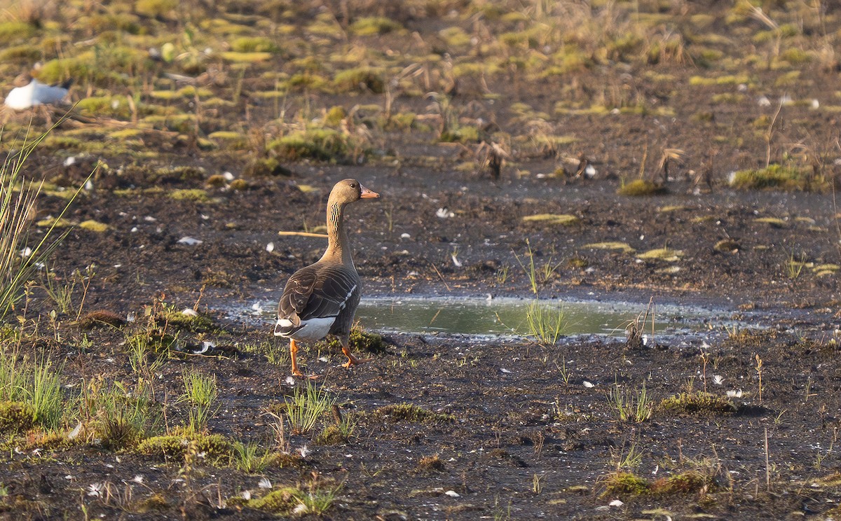 Greater White-fronted Goose - ML638236982