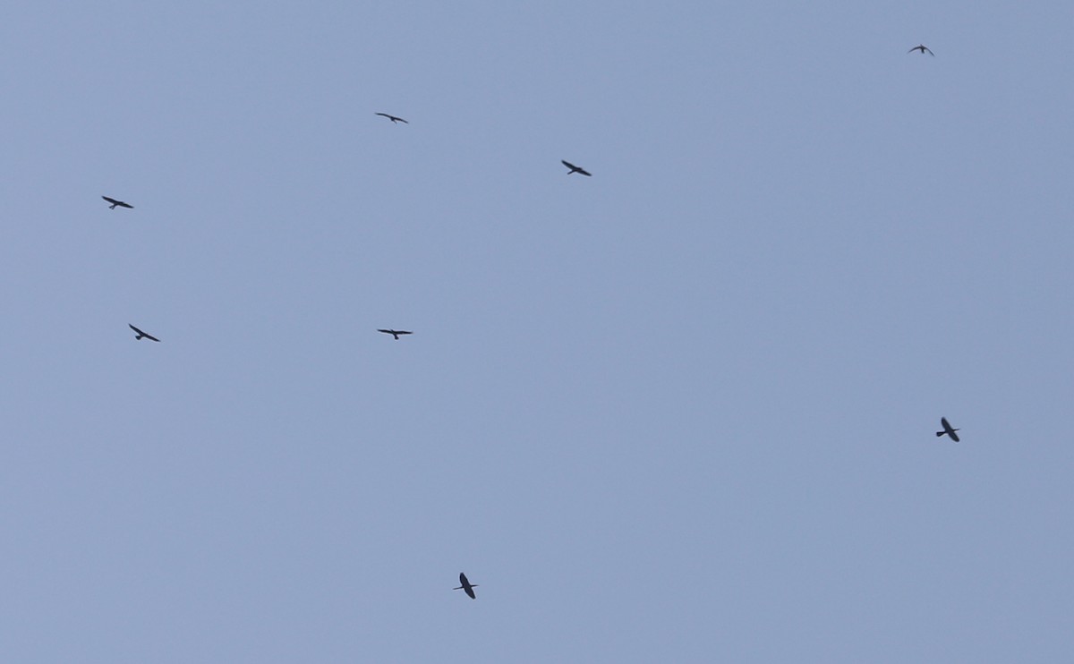 Anhinga - ML638236984