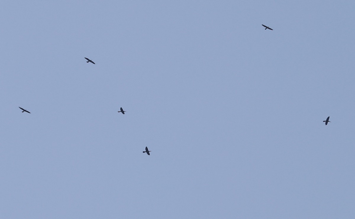 Anhinga - ML638236988