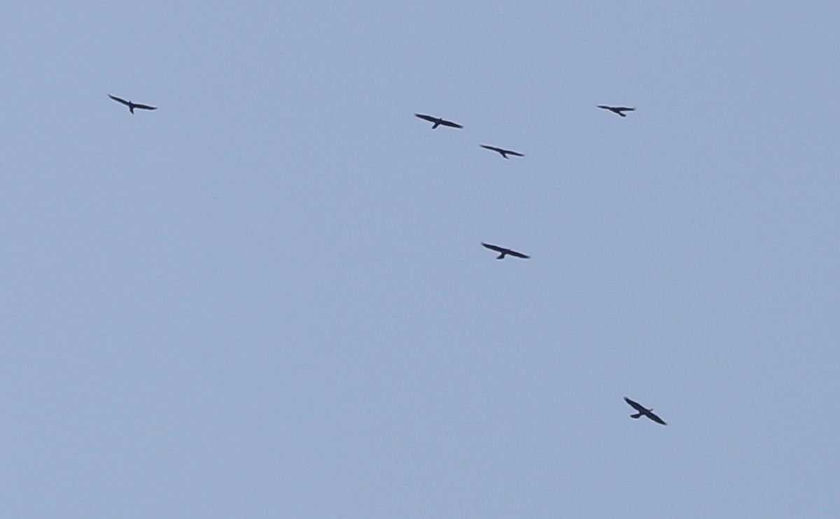 Anhinga - ML638236996