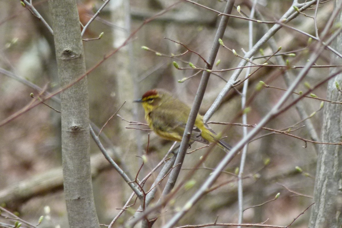 Palm Warbler - ML638236998
