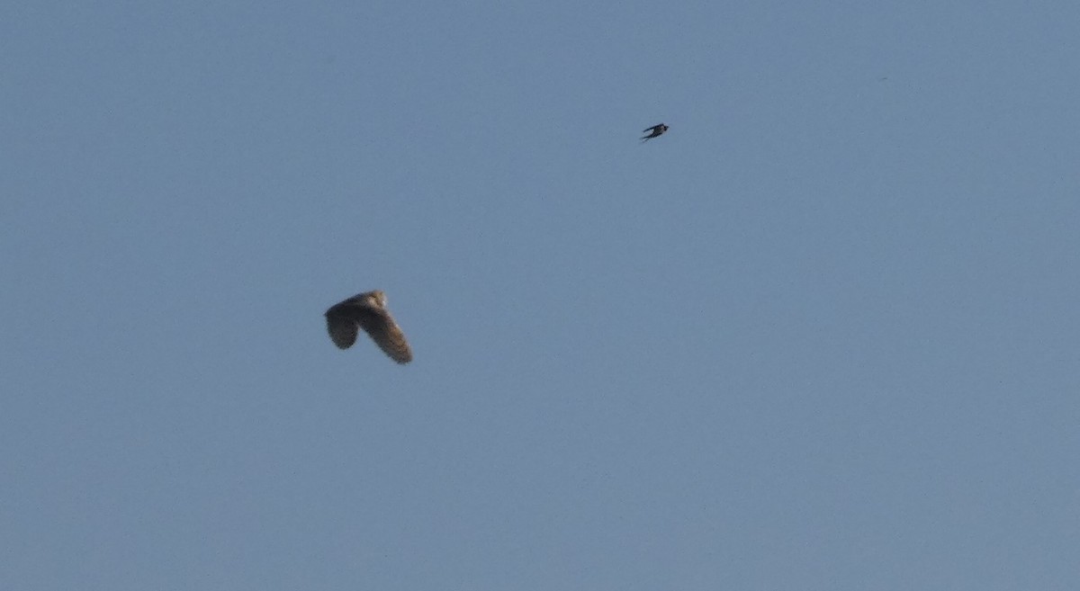 Barn Swallow - ML638237001
