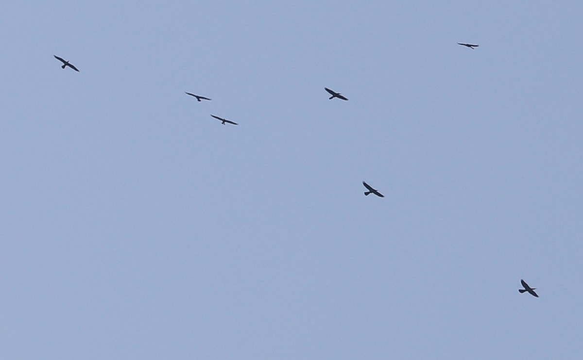 Anhinga - ML638237003