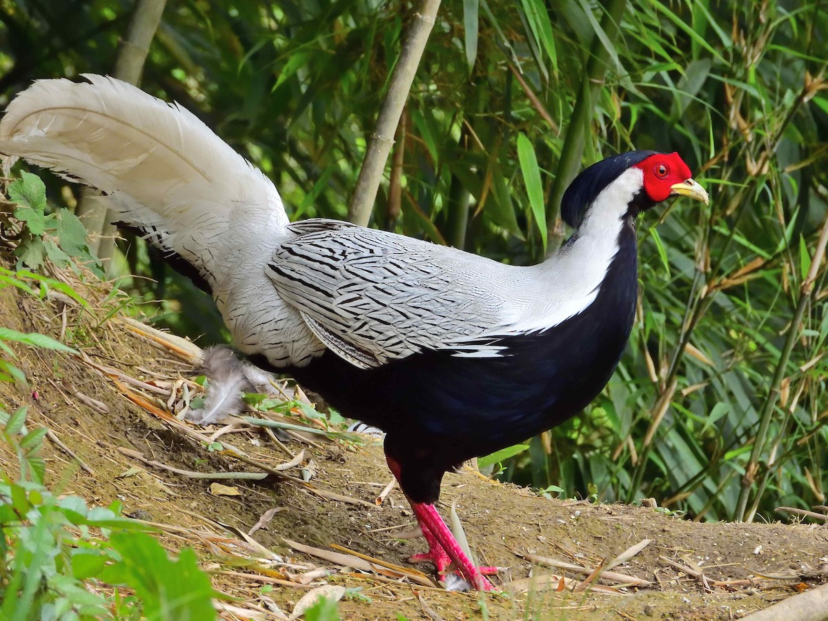 Silver Pheasant - ML638237004