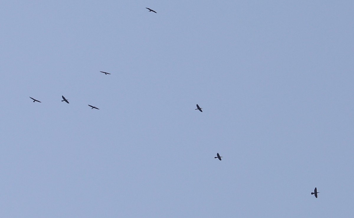 Anhinga - ML638237006