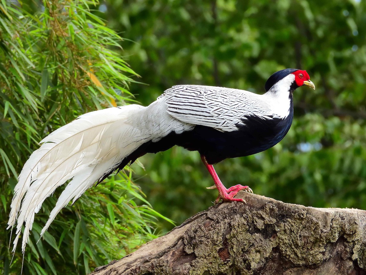 Silver Pheasant - ML638237008