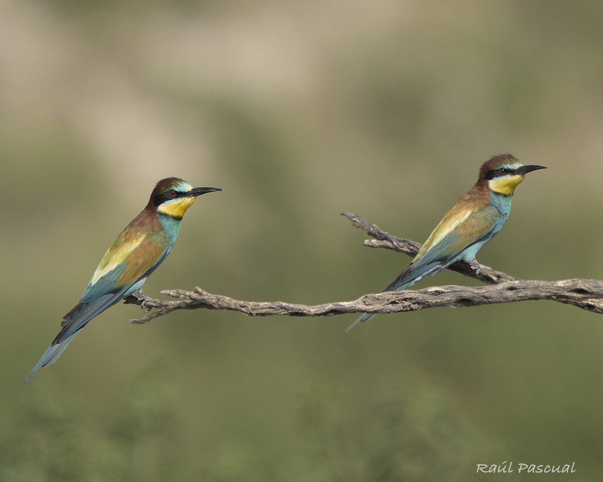 European Bee-eater - ML638237011