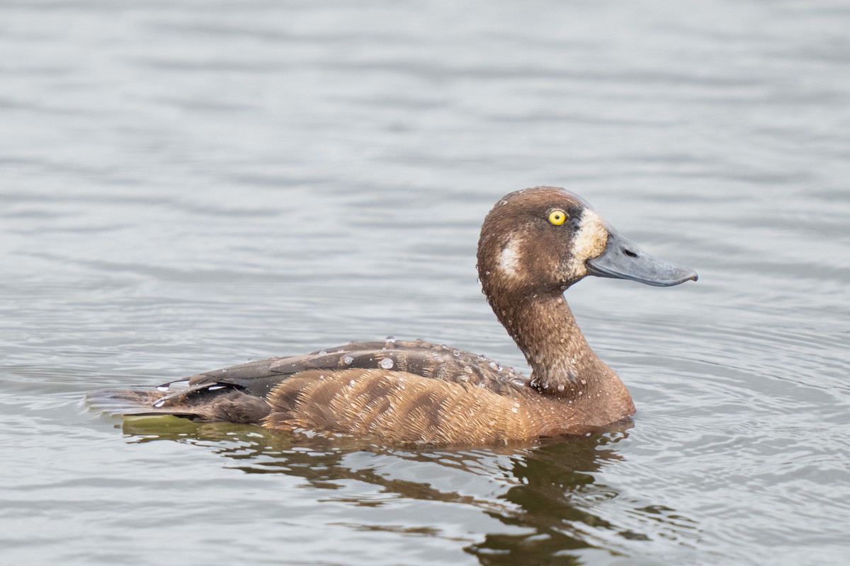 Greater Scaup - ML638237012