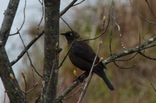 Rusty Blackbird - ML638237013